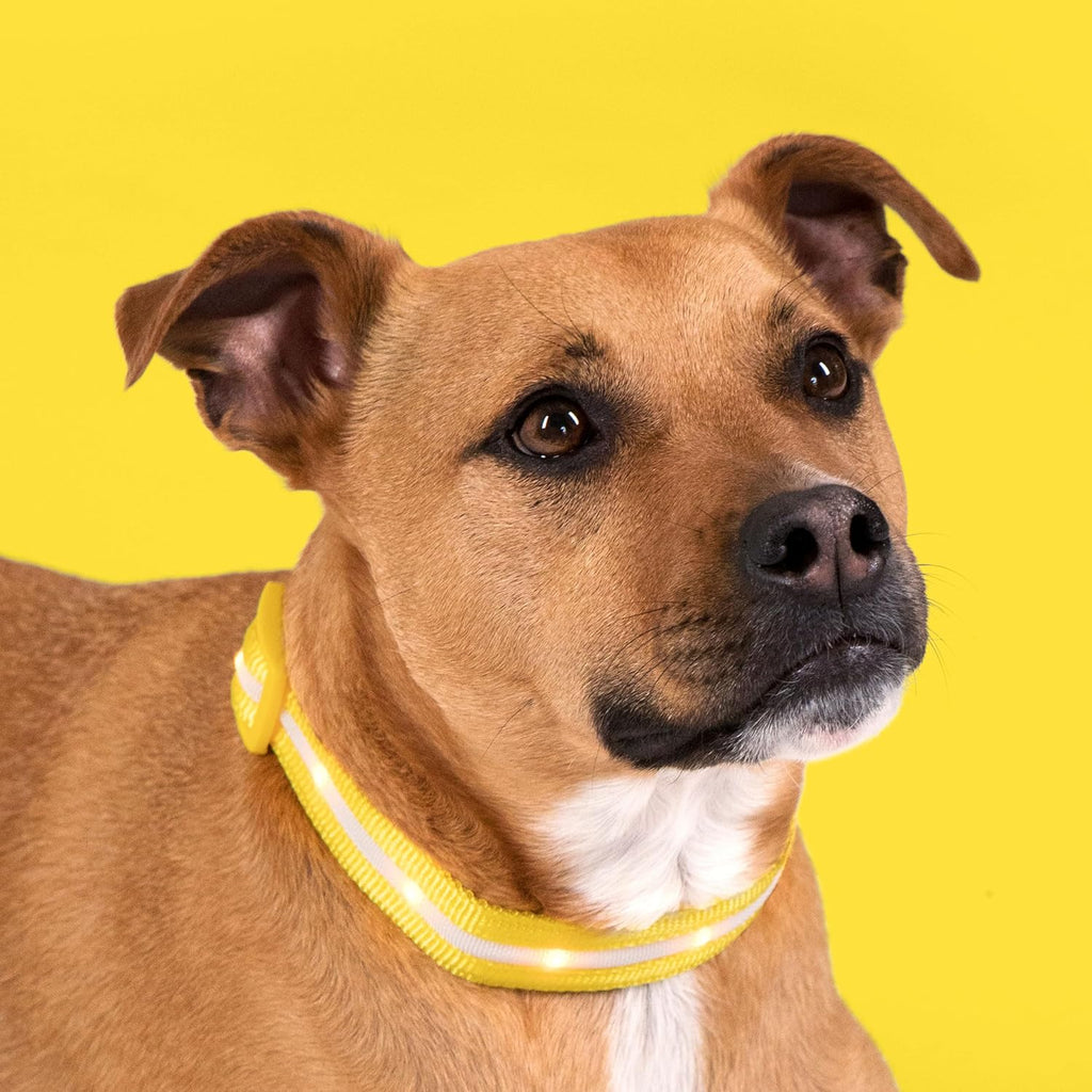 Light up Dog Collar - the Original LED Dog Collar - USB Rechargeable - Waterproof - 1,000 Feet of Visibility - Dog Collar Light for Small, Medium, Large Dogs - USA Brand